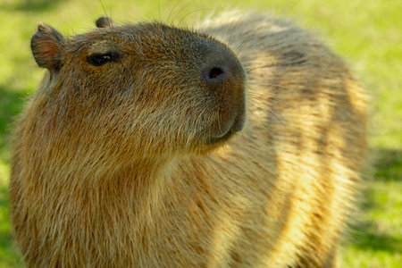The cute capybara in the farmの写真素材