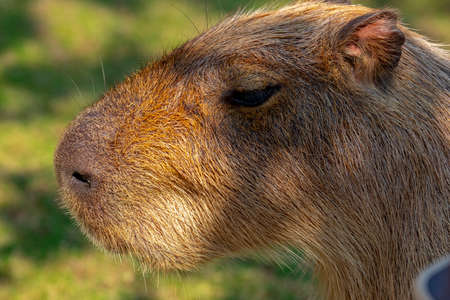 The cute capybara in the farm is eating