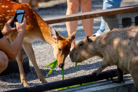 The cute capybara and sika deer in the farm are eating grass