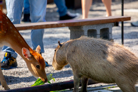 The cute capybara and sika deer in the farm are eating grassの写真素材