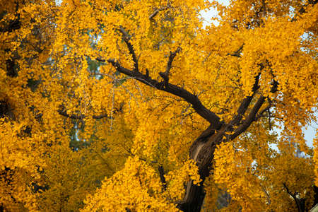 Ancient ginkgo tree in Qibao Ancient Town, Shanghai