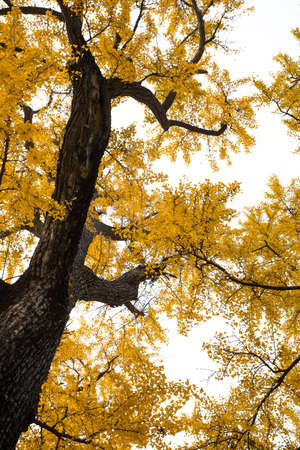 Ancient ginkgo tree in Qibao Ancient Town, Shanghai