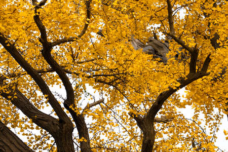 Ancient ginkgo tree in Qibao Ancient Town, Shanghai