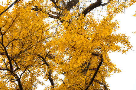 Ancient ginkgo tree in Qibao Ancient Town, Shanghaiの写真素材