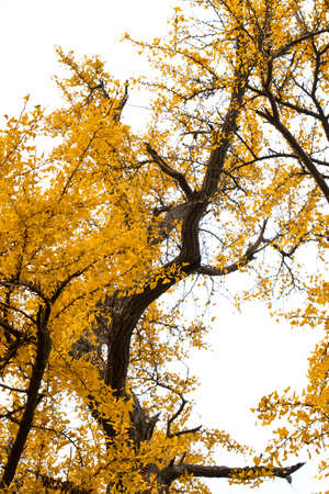 Ancient ginkgo tree in Qibao Ancient Town, Shanghaiの写真素材