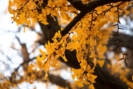 Ancient ginkgo tree in Qibao Ancient Town, Shanghaiの写真素材
