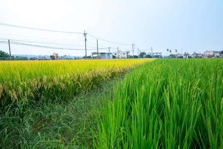 Rural southern Taiwan, green rice fields under blue sky and white cloudsの写真素材