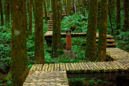 Wooden path in the forest for climbers to walk safelyの写真素材