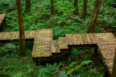 Wooden path in the forest for climbers to walk safelyの写真素材