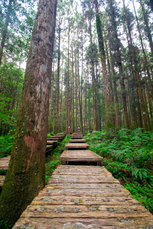 Wooden path in the forest for climbers to walk safelyの写真素材