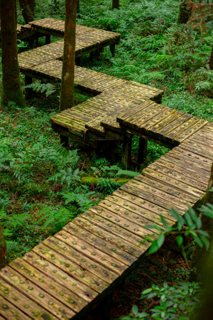 Wooden path in the forest for climbers to walk safelyの写真素材