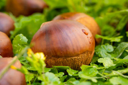 Autumn delicacy, chestnuts fall in the green grass