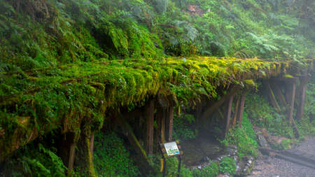 Taipingshan Jianqing Old Road, Yilan County, Taiwan, is a famous tourist attraction