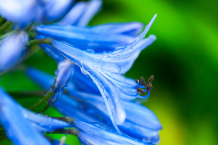 Perennial herb bluebell flowers blooming blue-purple flowersの写真素材