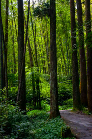 Taiwan Xitou Forest Reserve, Forest Trail