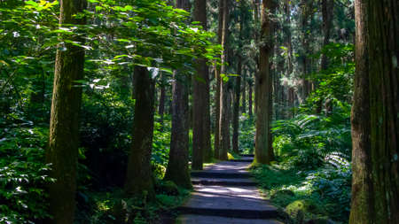 Taiwan Xitou Forest Reserve, Forest Trailの写真素材