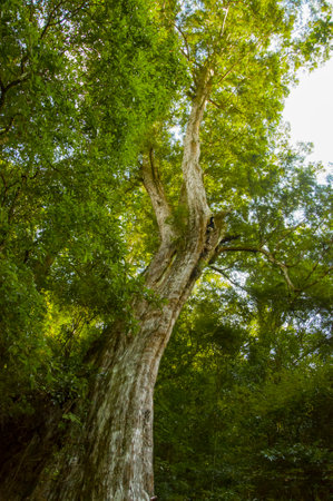 Huge thousand-year-old sacred tree in Lala Mountain National Forest Reserve, Taiwanの写真素材