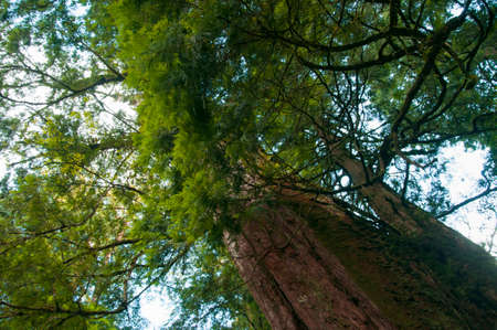 Huge thousand-year-old sacred tree in Lala Mountain National Forest Reserve, Taiwanの写真素材