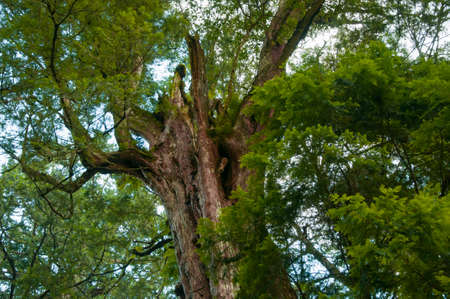 Huge thousand-year-old sacred tree in Lala Mountain National Forest Reserve, Taiwan