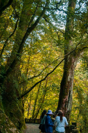 Lala Mountain National Forest Reserve, Taiwan, green and quiet forest trail