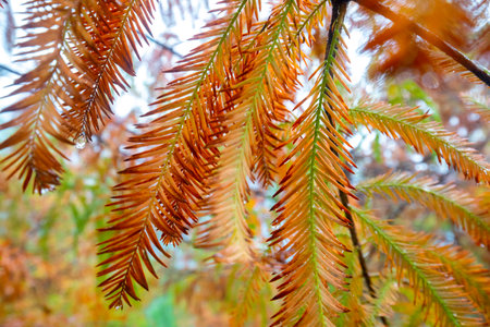 Autumn is here. The larch leaves in the larch forest are turning red