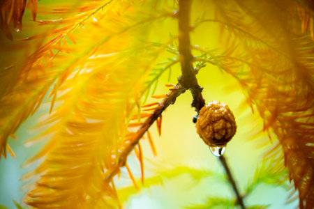 Close-up larch pine cones in larch forest