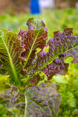 Nutritious and crispy vegetables are harvested in the spring vegetable garden
