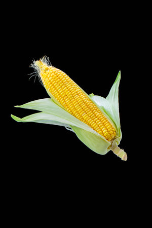 Lean plump corn on a black backgroundの写真素材