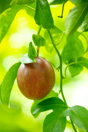 Ripe passion fruit in a summer orchard in a fresh, sweet purple colorの写真素材