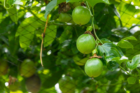 Full bodied and green passion fruit in the summer orchardの写真素材