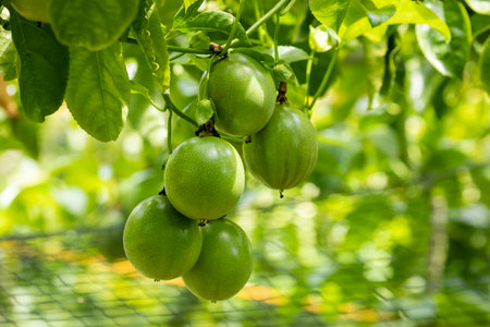 Full bodied and green passion fruit in the summer orchardの写真素材