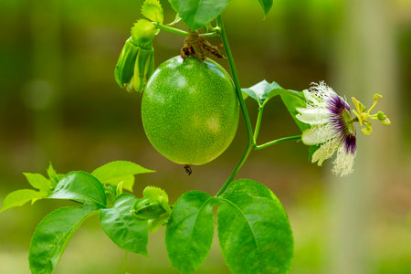 Fruity green passion fruit and passion fruit flowers in the orchard in summerの写真素材