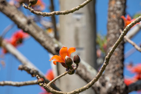 Spring in Taiwan is the season when kapoks are in full bloomの写真素材