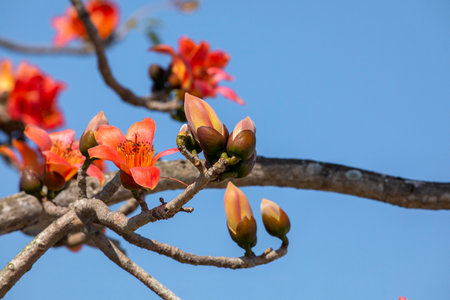 Spring in Taiwan is the season when kapoks are in full bloomの写真素材