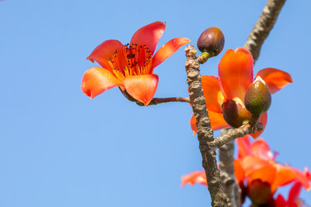 Spring in Taiwan is the season when kapoks are in full bloomの写真素材