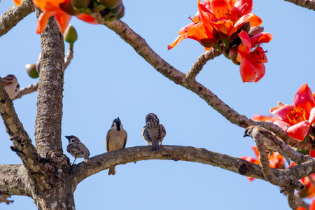 In the spring kapok season, the kapok is in full bloom and the birds are comingの写真素材