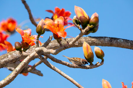 In the spring kapok season, the kapok is in full bloom and the birds are comingの写真素材