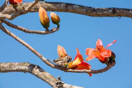 In the spring kapok season, the kapok is in full bloom and the birds are comingの写真素材