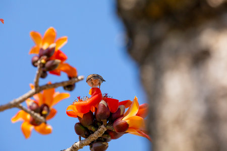 In the spring kapok season, the kapok is in full bloom and the birds are comingの写真素材