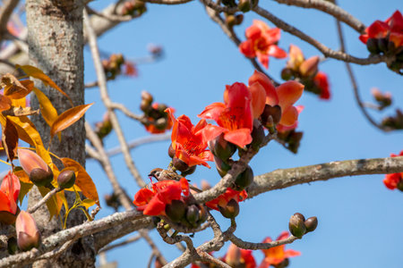 In the spring kapok season, the kapok is in full bloom and the birds are comingの写真素材