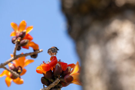 In the spring kapok season, the kapok is in full bloom and the birds are comingの写真素材