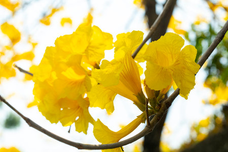 The beautiful street tree in Taiwan's spring flower seasonの写真素材