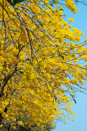 The beautiful street tree in Taiwan's spring flower seasonの写真素材