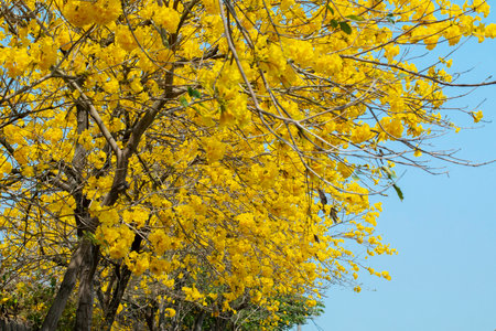 The beautiful street tree in Taiwan's spring flower seasonの写真素材