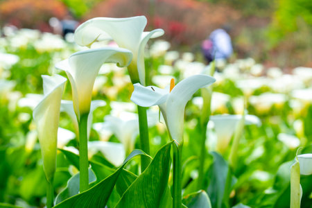 Close up white calla lilies in spring calla lily parkの写真素材