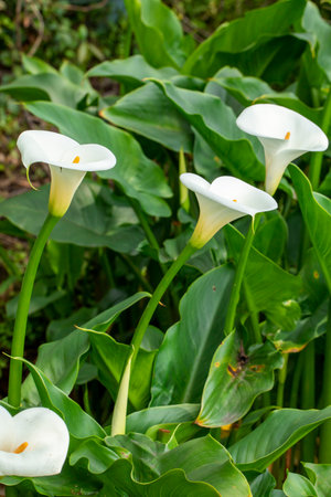 Close up white calla lilies in spring calla lily parkの写真素材