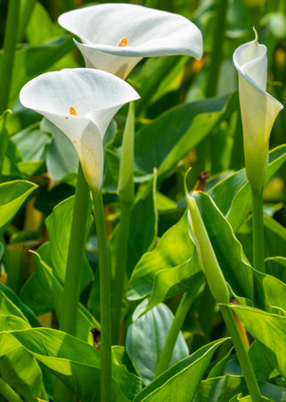 Close up white calla lilies in spring calla lily parkの写真素材