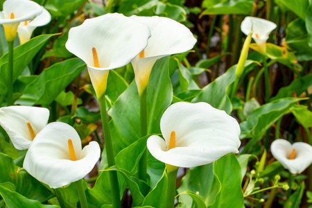 Close up white calla lilies in spring calla lily parkの写真素材