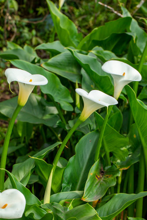 Close up white calla lilies in spring calla lily parkの写真素材