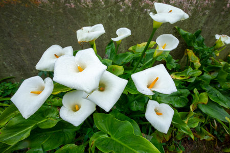 Close up white calla lilies in spring calla lily parkの写真素材